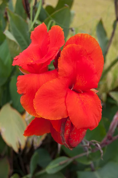 Red canna flower plants — Stock Photo, Image