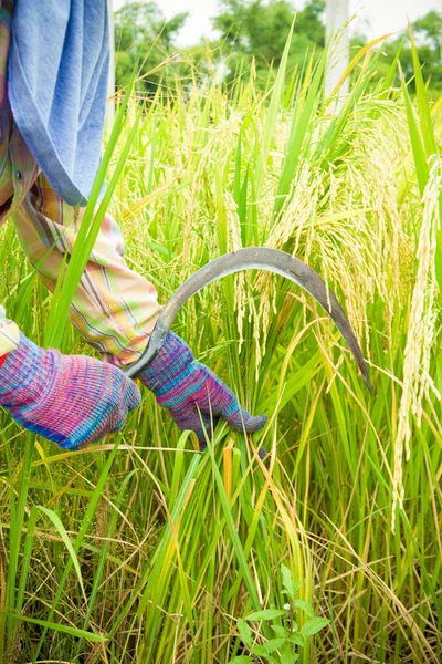 Agricultores que colhem arroz com uma foice — Fotografia de Stock