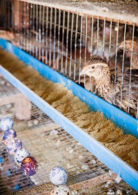 Yerel grupta bıldırcın