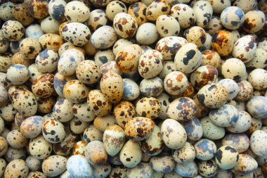 bıldırcın yumurtası