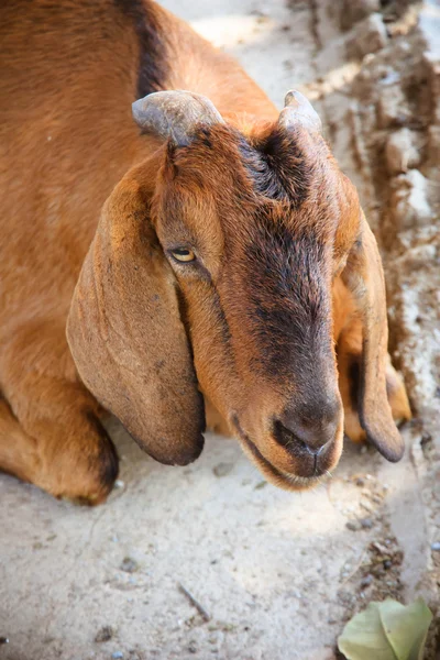Brown Goat — Stock Photo, Image