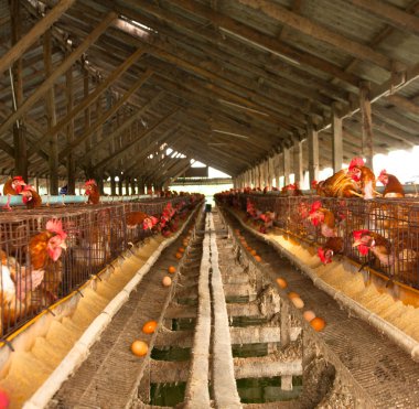 yumurta tavuk çiftliği