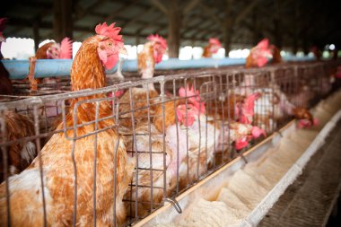 yumurta tavuk çiftliği