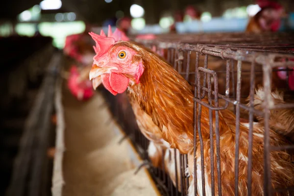 Eieren kippenboerderij — Stockfoto