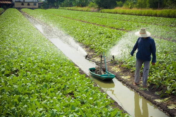 Radish Fields — Stock Photo, Image