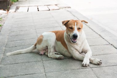 Patika üzerinde sokak köpeği sit