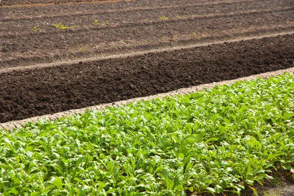 Campos de rabanete — Fotografia de Stock