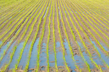 pirinç alanında genç pirinç Filiz