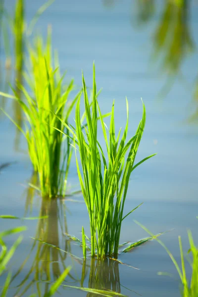 Проростання молодого рису в рисовому полі — стокове фото