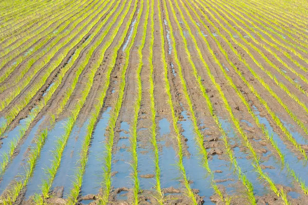 Junger Reis sprießt im Reisfeld — Stockfoto