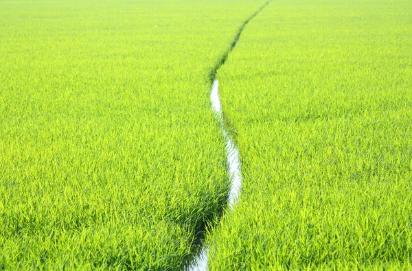 Campo de arroz verde exuberante — Fotografia de Stock