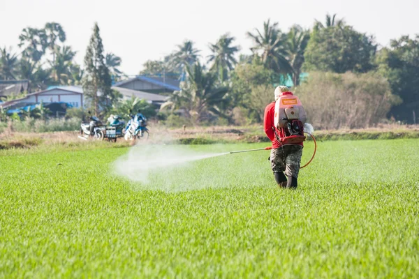 Farmer spraying pesticide in the rice field — Stock Photo, Image