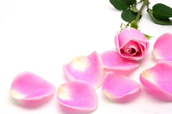 Pink roses — Stock Photo, Image