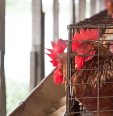 Yerel Grup içinde tavuk kafesi