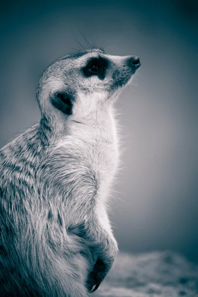 Meerkat — Stockfoto