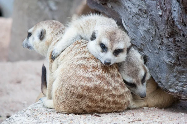 Família de meerkats — Fotografia de Stock