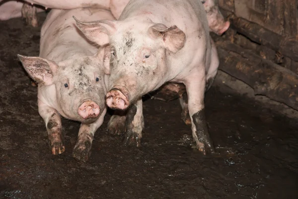 Pig in traditional farm — Stock Photo, Image