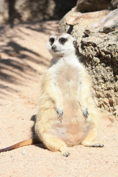 Meerkat — Stockfoto