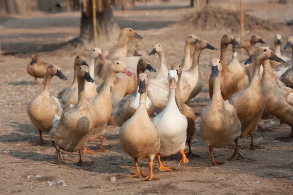 Ördek çiftliği — Stok fotoğraf