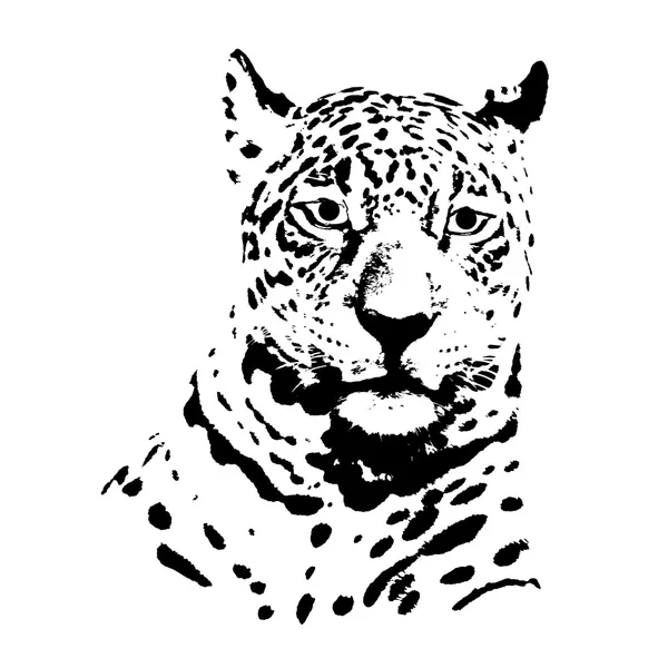 Cabeza de jaguar — Vector de stock