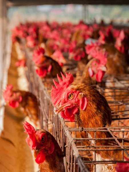 Hühnerfarm mit Eiern — Stockfoto