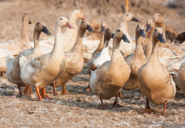 Ördek çiftliği — Stok fotoğraf