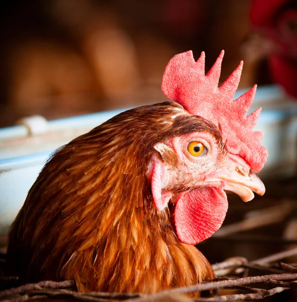 Huevos granja de pollo —  Fotos de Stock