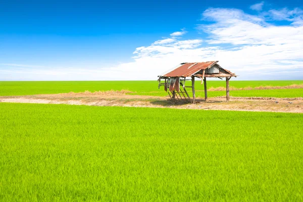 Wooden pavilion in paddy field — Stock Photo, Image