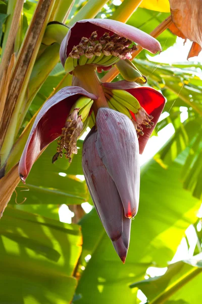Banana flower — Stock Photo, Image
