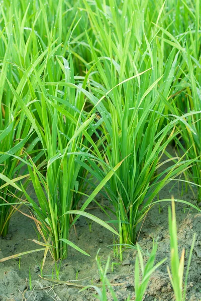 Mladí rýže — Stock fotografie