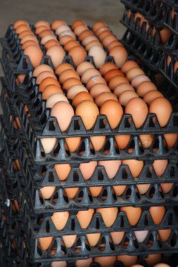 taze yumurta çiftliği