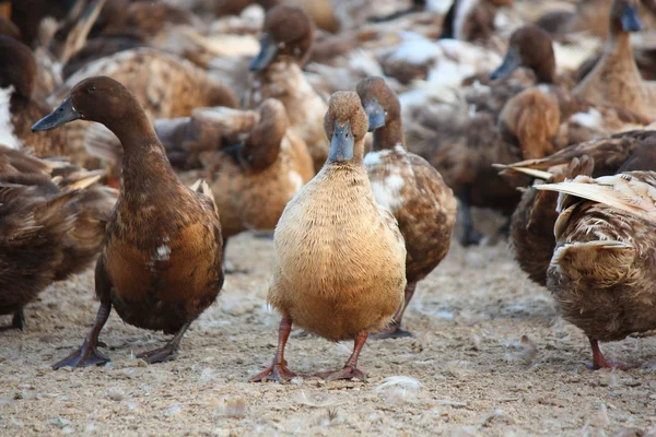 Kahverengi ördek — Stok fotoğraf