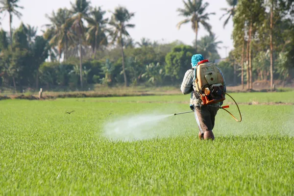 Bonden som sprutar bekämpningsmedel i fältet ris — Stockfoto