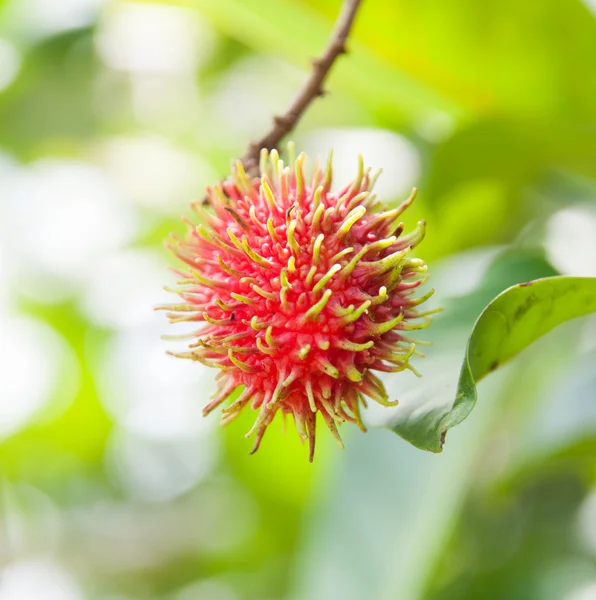 Rambutan — Stockfoto