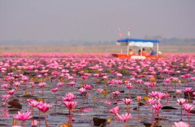 Kırmızı lotus gölet itibariyle kumphawapi udon thani, Tayland