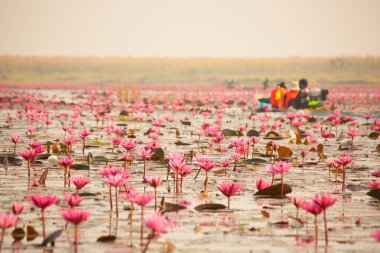 Kırmızı lotus gölet itibariyle kumphawapi udon thani, Tayland