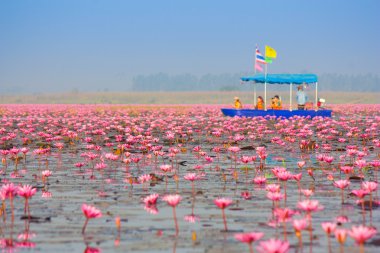 Kırmızı lotus gölet itibariyle kumphawapi udon thani, Tayland