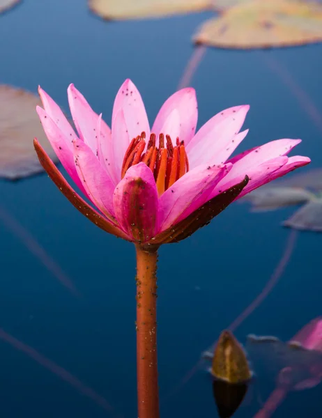 Röd lotus i dammen — Stockfoto