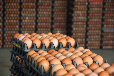 siyah paket içinde yumurta