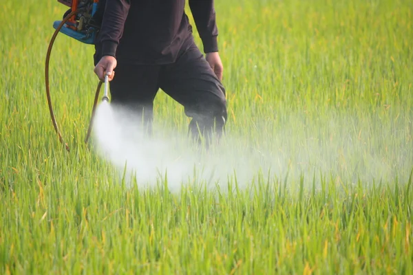 Granjero rociando pesticidas en el campo de arroz — Foto de Stock