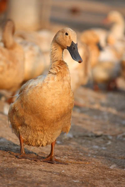 Ördek çiftliği — Stok fotoğraf