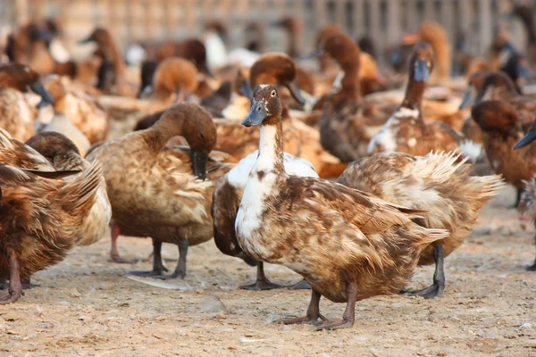 Duck farm — Stock Photo, Image