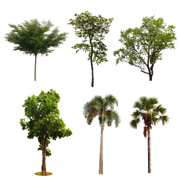 Beyaz arkaplanda izole edilmiş Ağaç kümesi