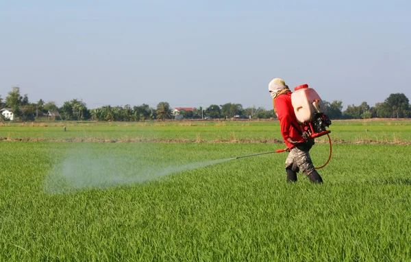 Farmář rozprašování pesticidů v poli rýže — Stock fotografie