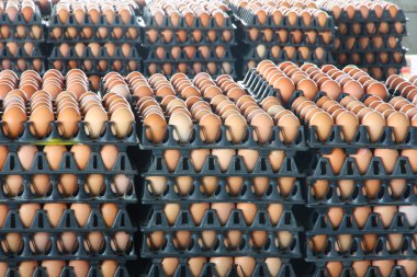 taze yumurta çiftliği