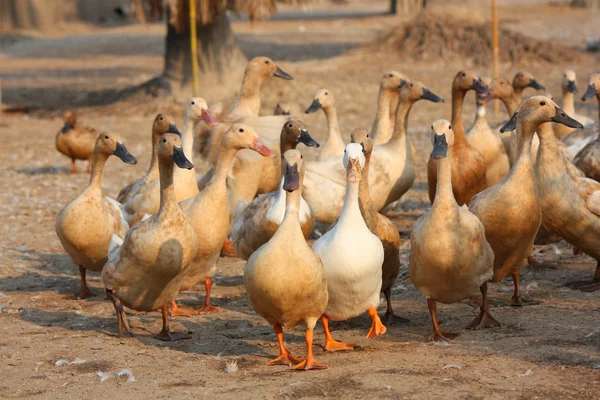 Kahverengi ördek — Stok fotoğraf
