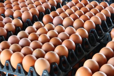 taze yumurta çiftliği