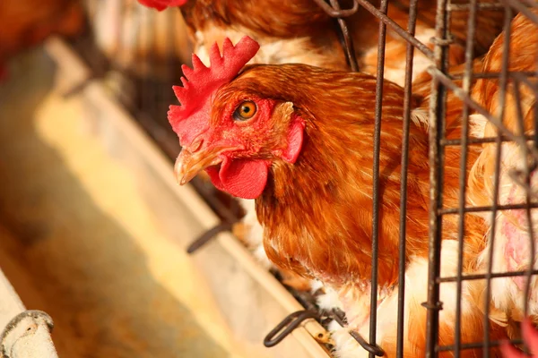 Allevamento di uova di pollo — Foto Stock