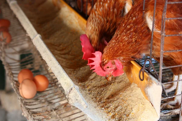 Frango na exploração avícola tradicional — Fotografia de Stock