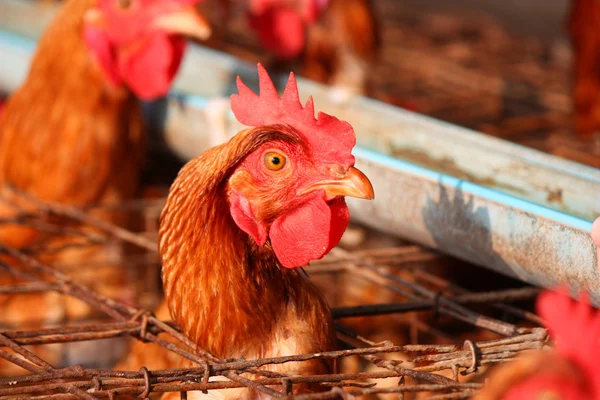 Chicken on traditional poultry farm — Stock Photo, Image